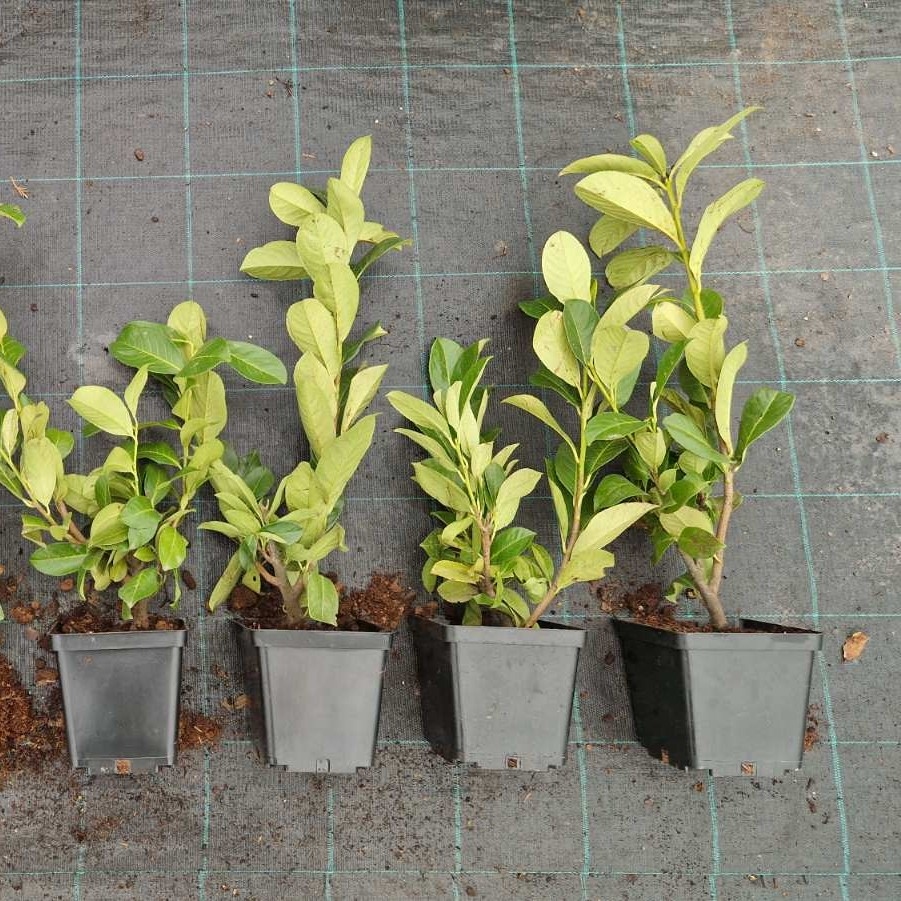 Lovor višnja 'Rotundifolia' 3 L - 40-50 cm