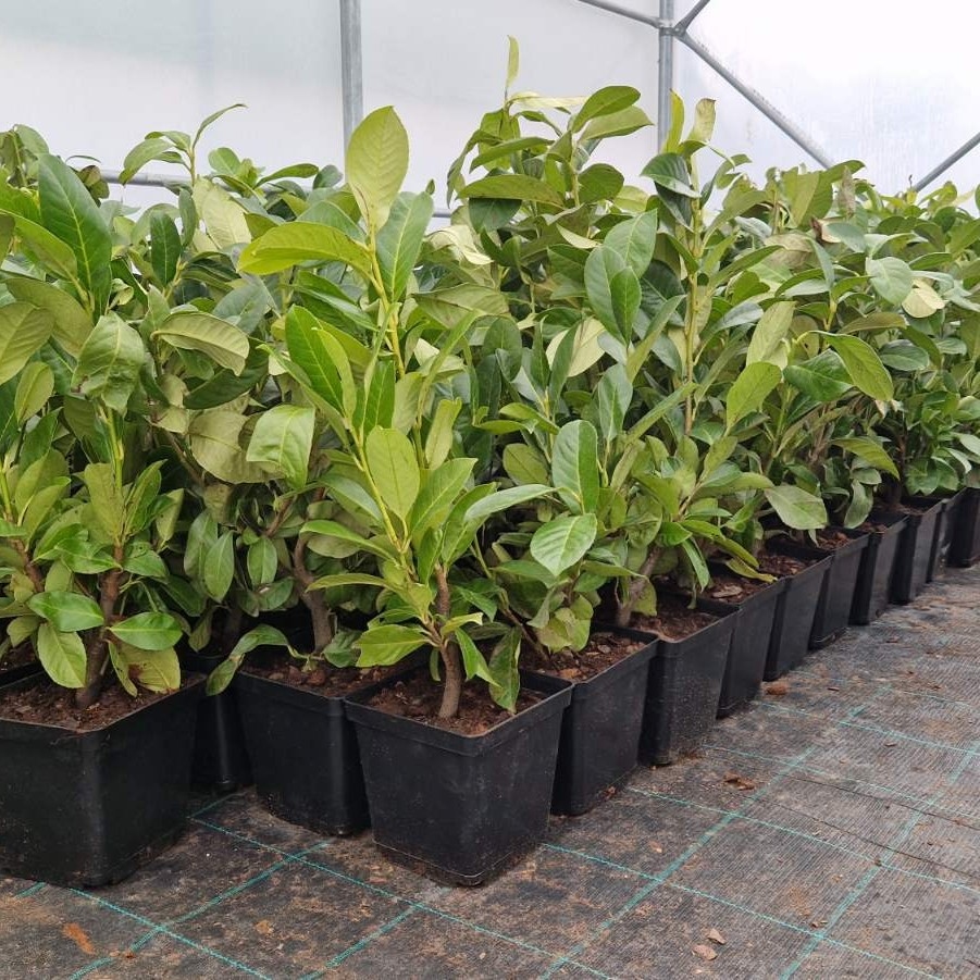 Lovor višnja 'Rotundifolia' 3 L - 40-50 cm