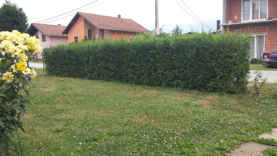 Magična živa ograda - 2 god, 80-100 cm