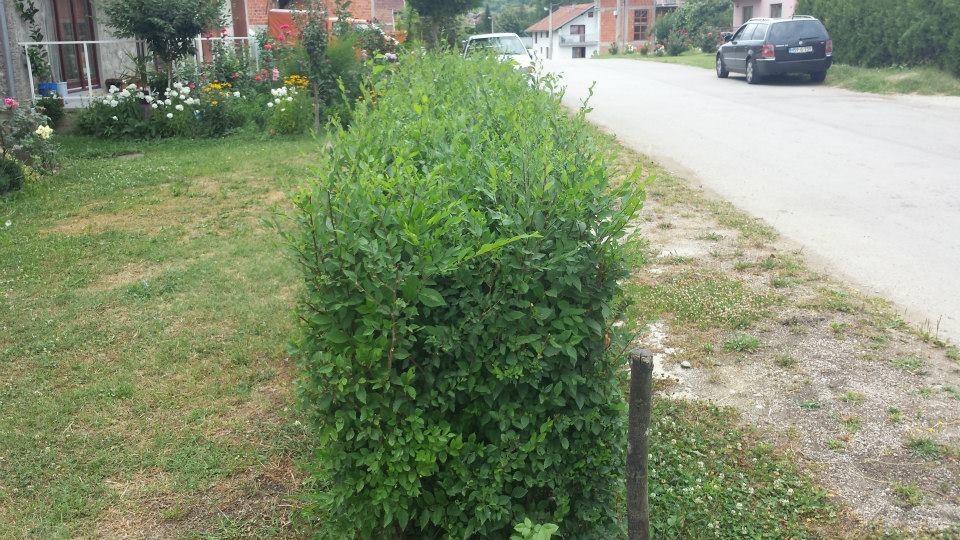 Magična živa ograda - 2 god, 80-100 cm