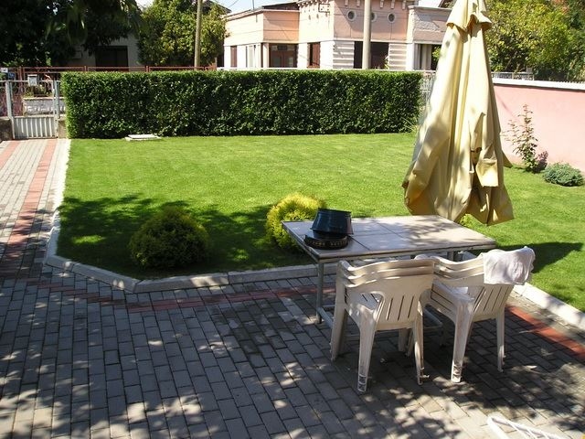 Magična živa ograda - 2 god, 80-100 cm