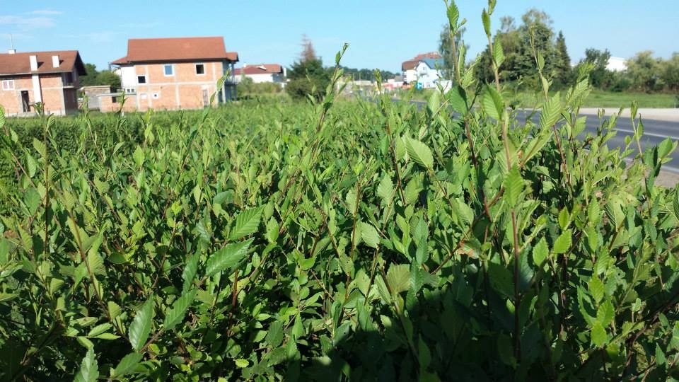 Magična živa ograda - 2 god, 80-100 cm