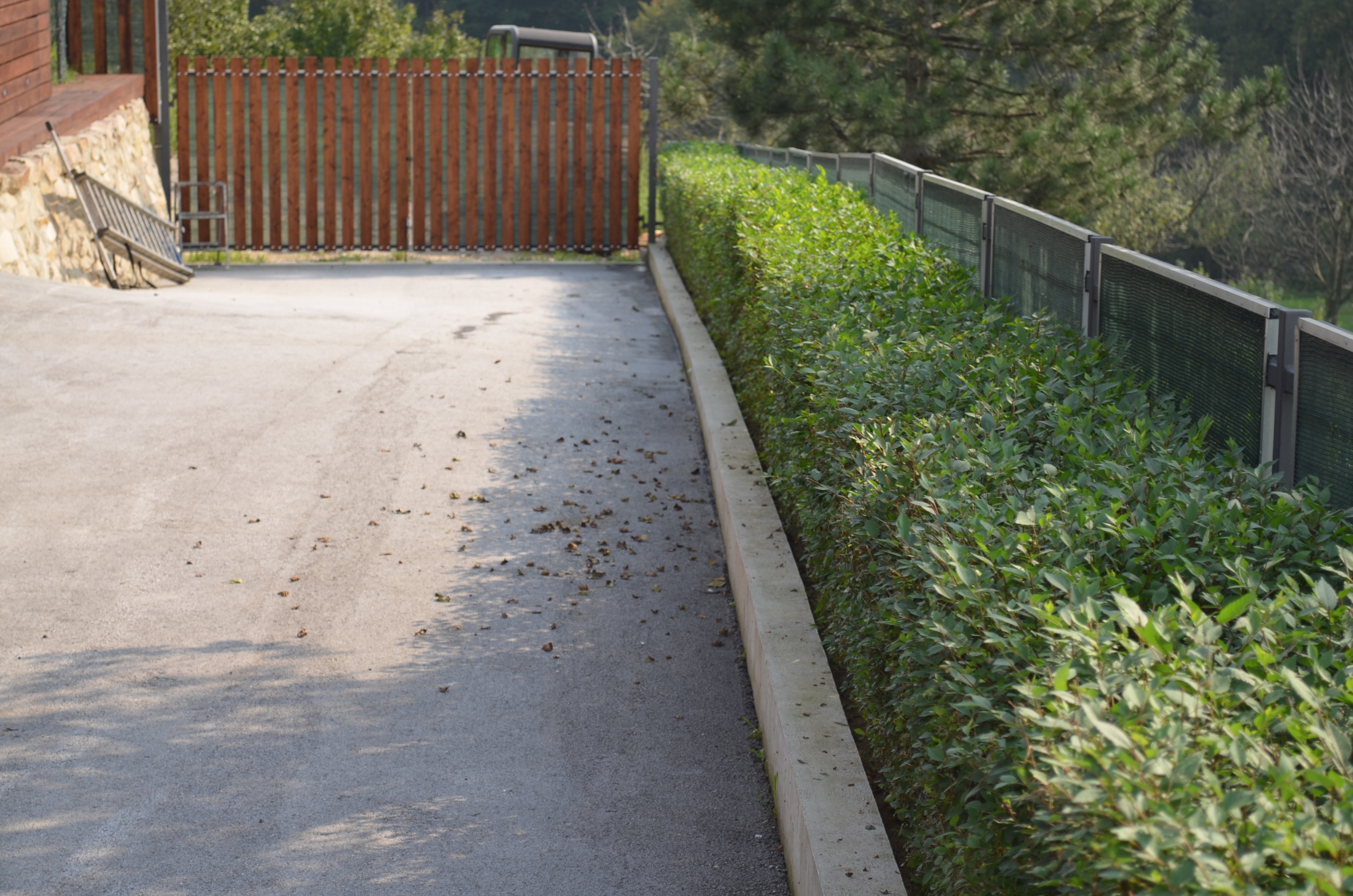 Magična živa ograda - 2 god, 80-100 cm