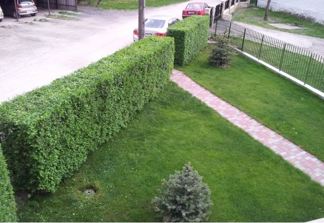 Magična živa ograda - 2 god, 80-100 cm