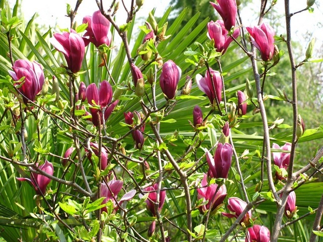 Magnolia Nigra 5lit