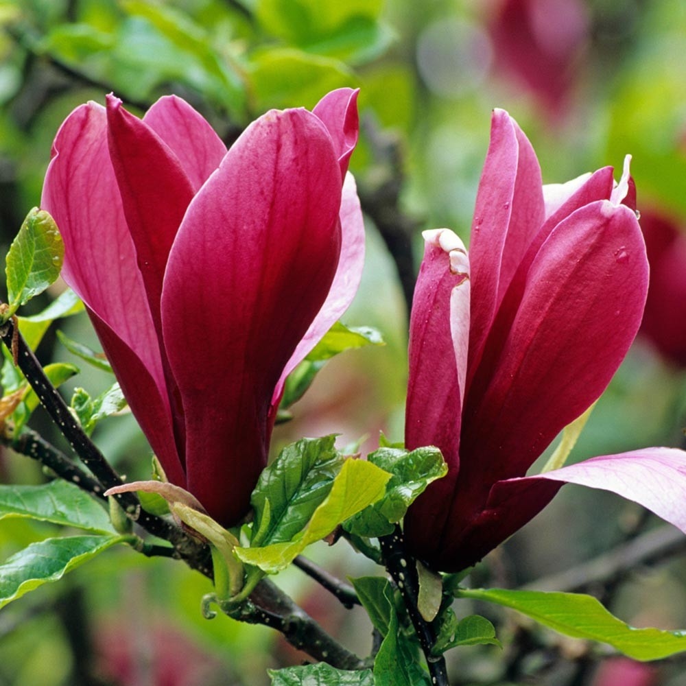 Magnolia Nigra 5lit