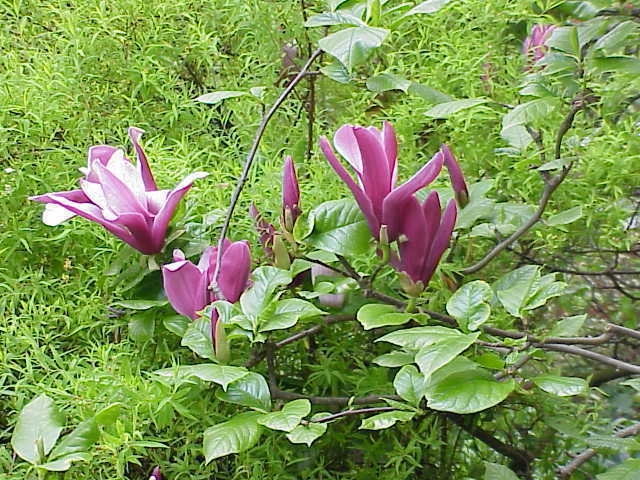 Magnolia Nigra 5lit