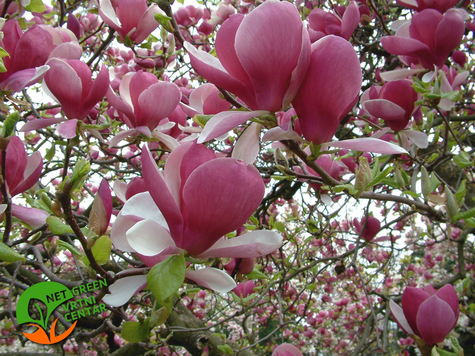 Magnolia soulangeana Rustica Rubra 3L