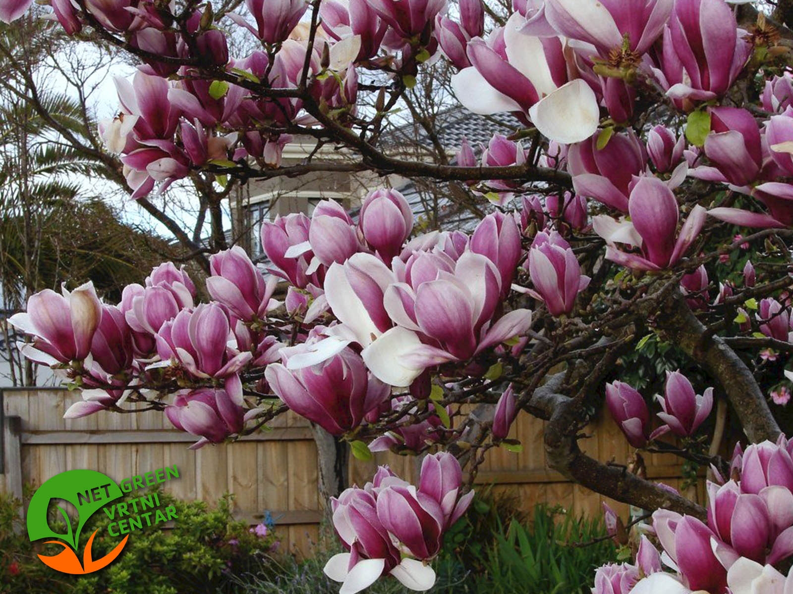 Magnolia soulangeana Rustica Rubra 3L