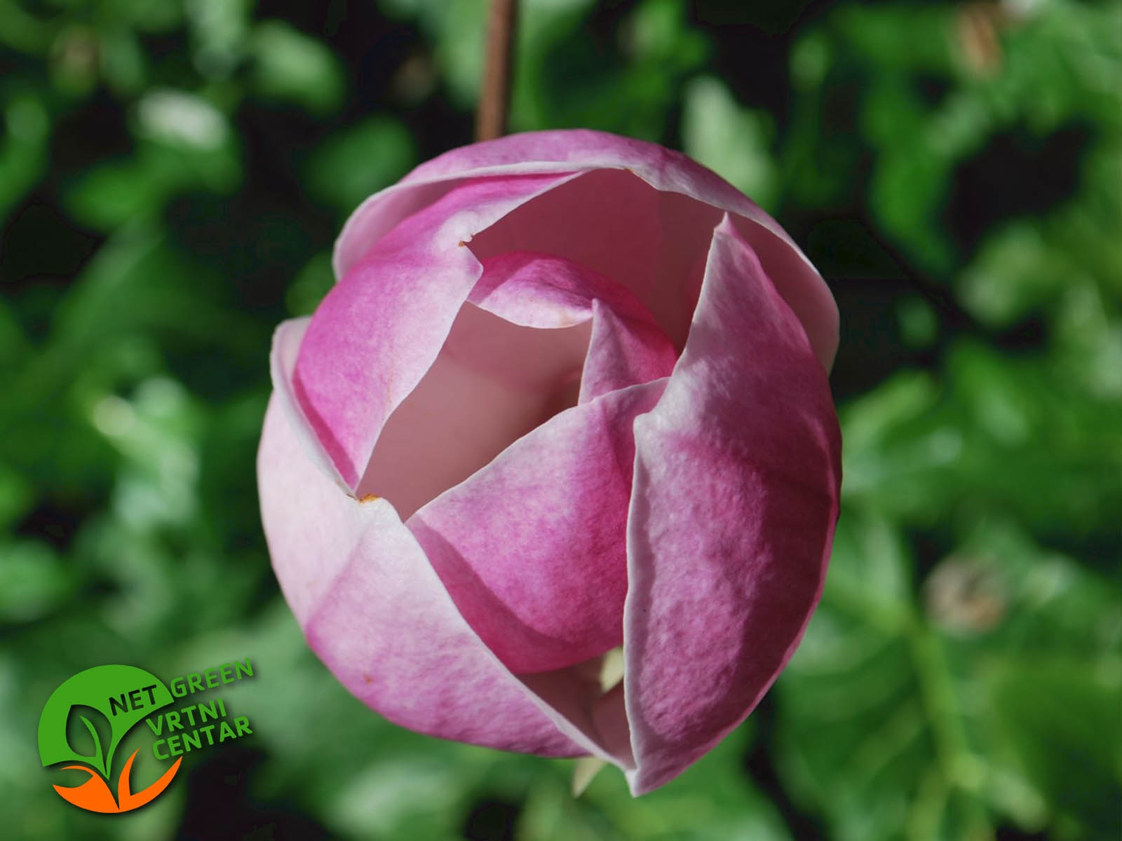 Magnolia soulangeana Rustica Rubra 3L