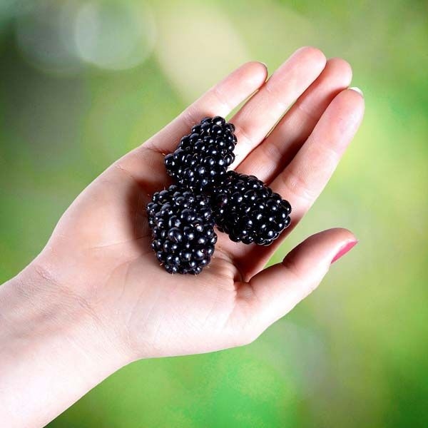 Malina 'Black Jewel' 2lit - In vitro sadni materijal,