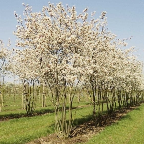 Mongolska borovnica 'Princess Diana' 1lit