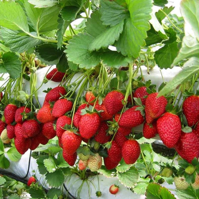 NATURA tečno organsko gnojivo za jagode 1lit