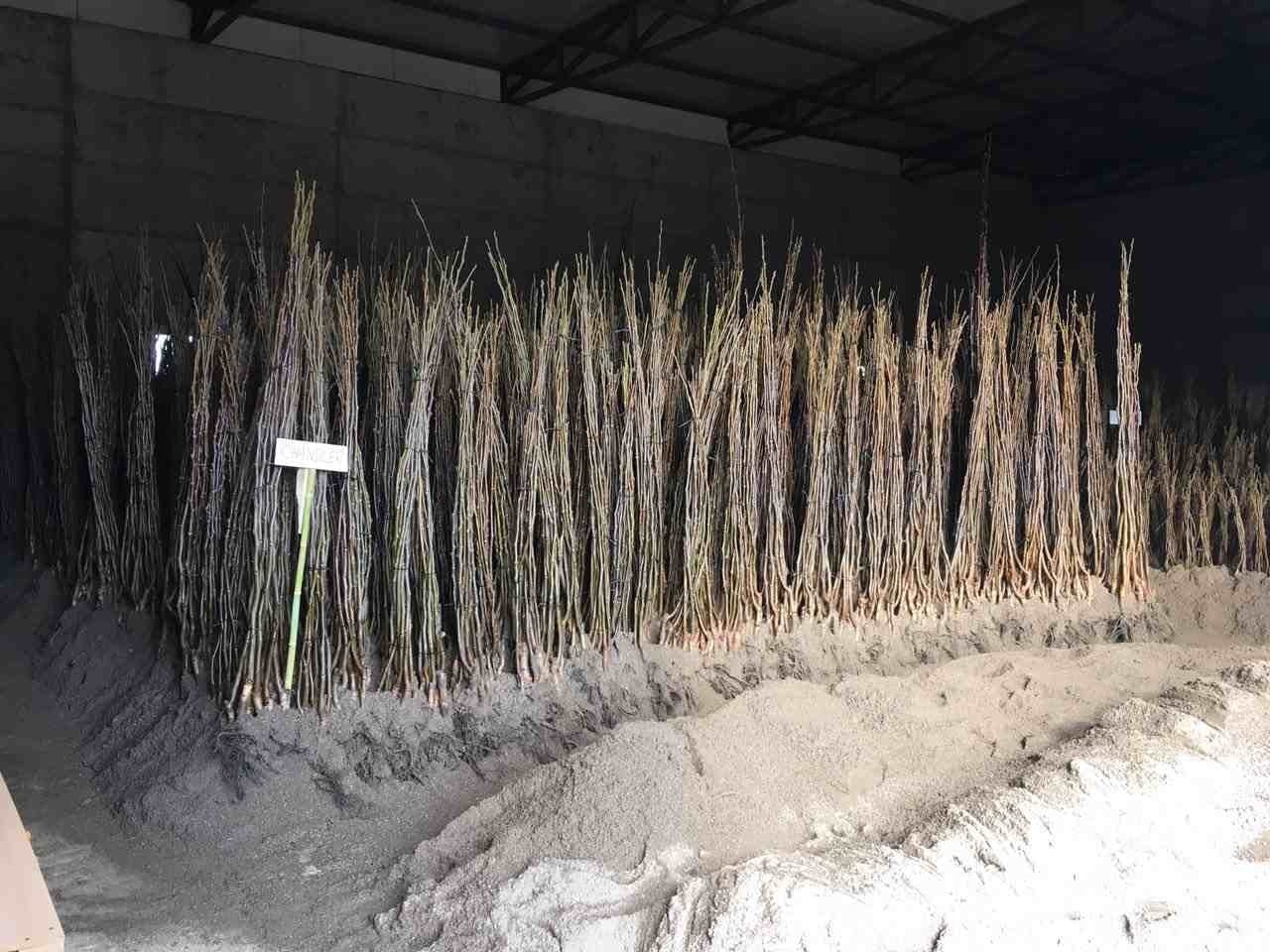 Orah CHANDLER 150-250cm 3god (30lit)