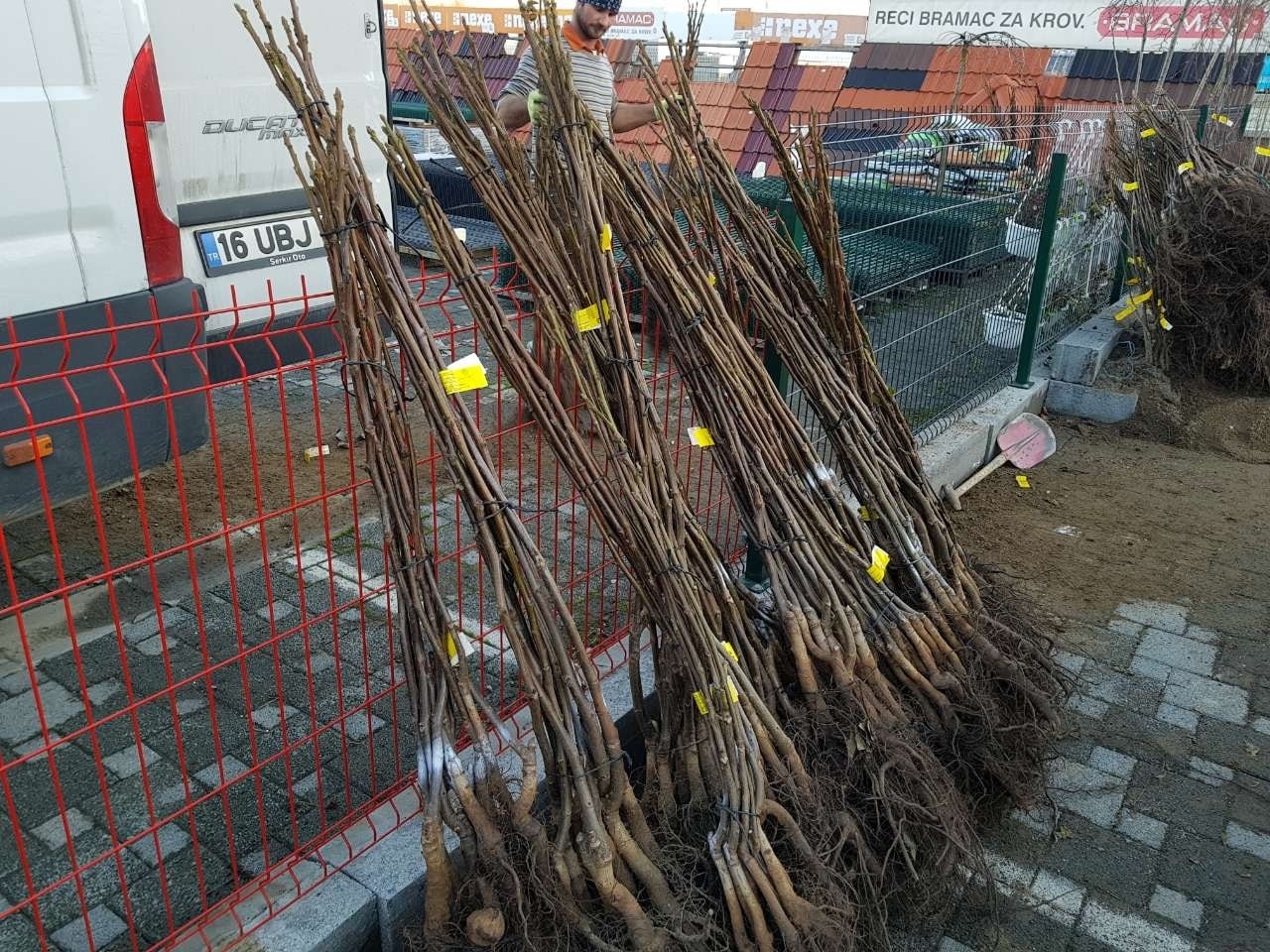 Orah CHANDLER 150-250cm 3god (30lit)