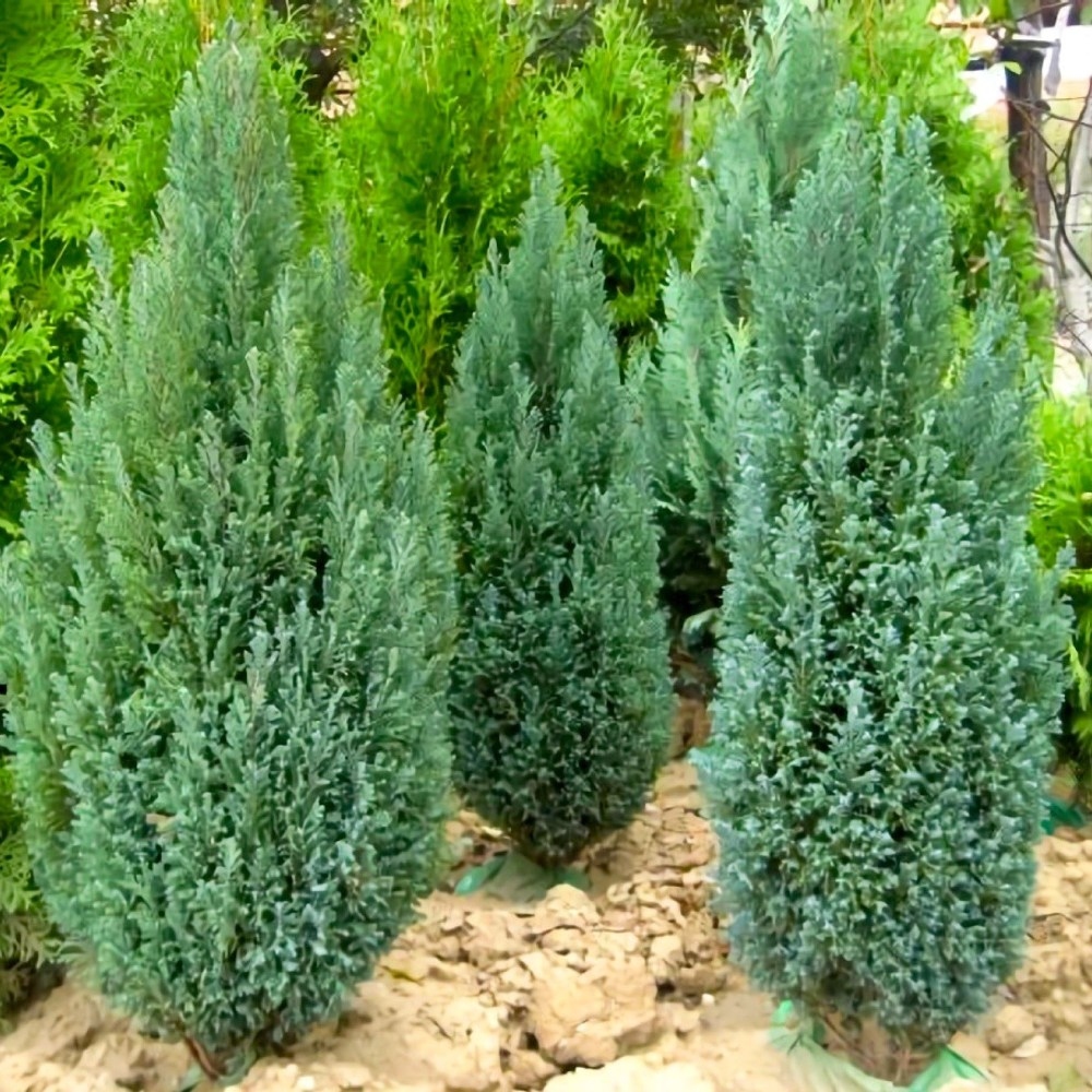 Pačempres 'Ellwodii' 20cm