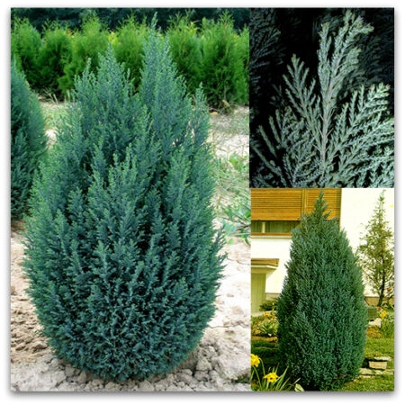 Pačempres 'Ellwodii' 20cm