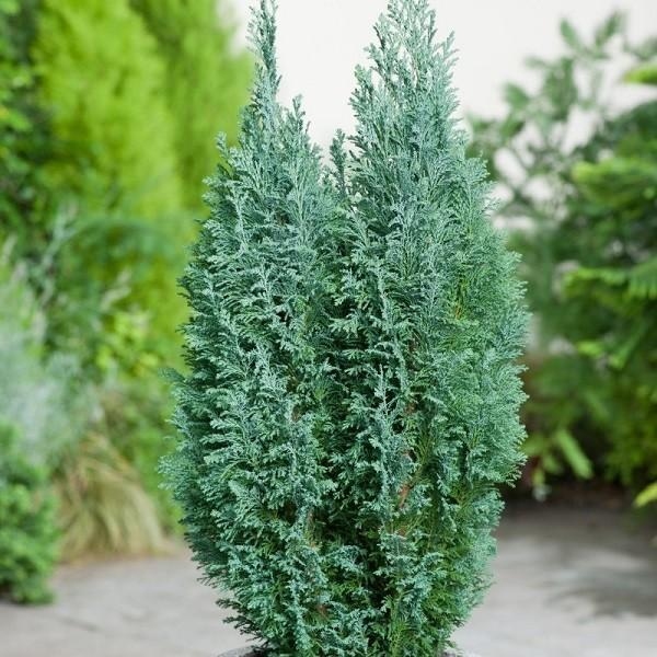 Pačempres 'Ellwodii' 60-70cm (primamo narudžbe za nadolazeću sezonu)