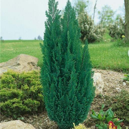 Pačempres 'Ellwodii' 60-70cm (primamo narudžbe za nadolazeću sezonu)