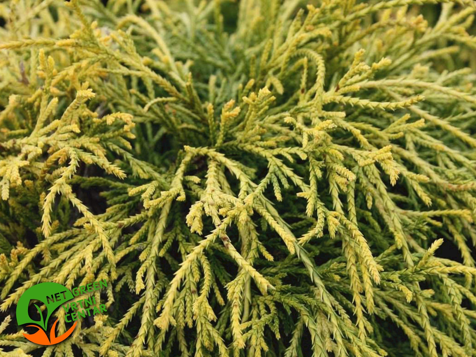 Pačempres 'Filifera Nana' 25-30cm