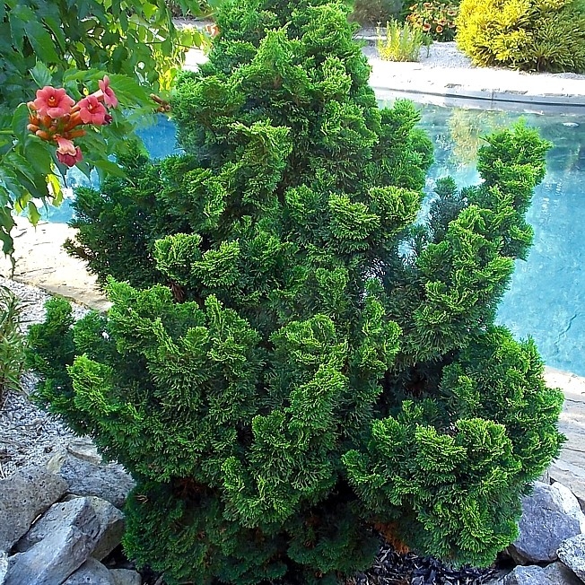 Patuljasti čempres 'Nana Gracilis' 15-20 cm