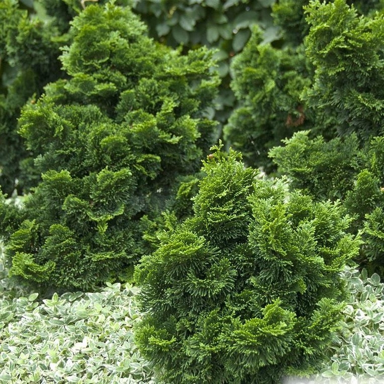 Patuljasti čempres 'Nana Gracilis' 15-20 cm