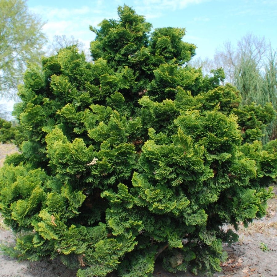 Patuljasti čempres 'Nana Gracilis' 15-20 cm