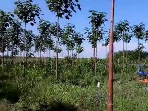 Paulovnija Shan Tong posuda 2lit, čepovana 50cm