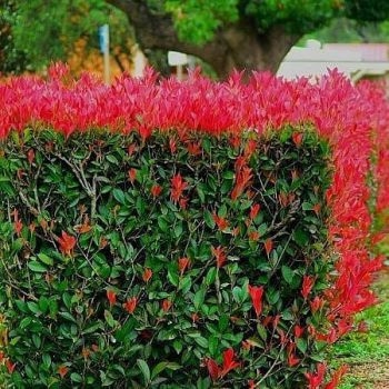 Photinia (fotinija) Care rouge 1,5lit - 40cm