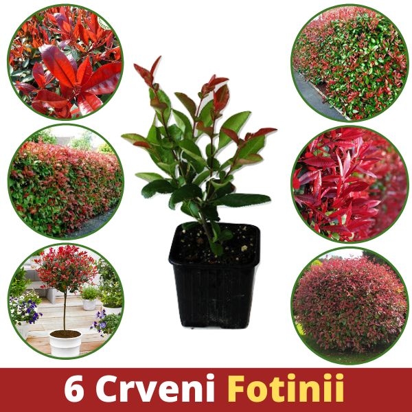 Photinia (fotinija) Care rouge 1,5lit - 40cm