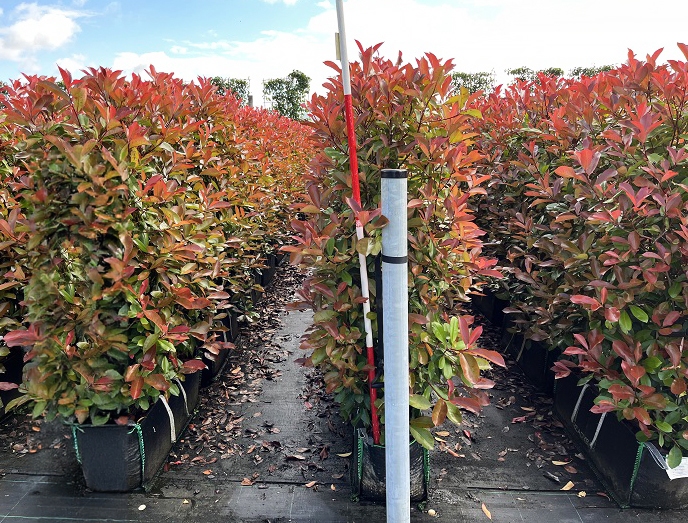 Photinia (fotinija) Red Robin 1,9lit 40-50cm