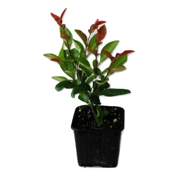 Photinia (fotinija) Red Robin 1,9lit 40-50cm