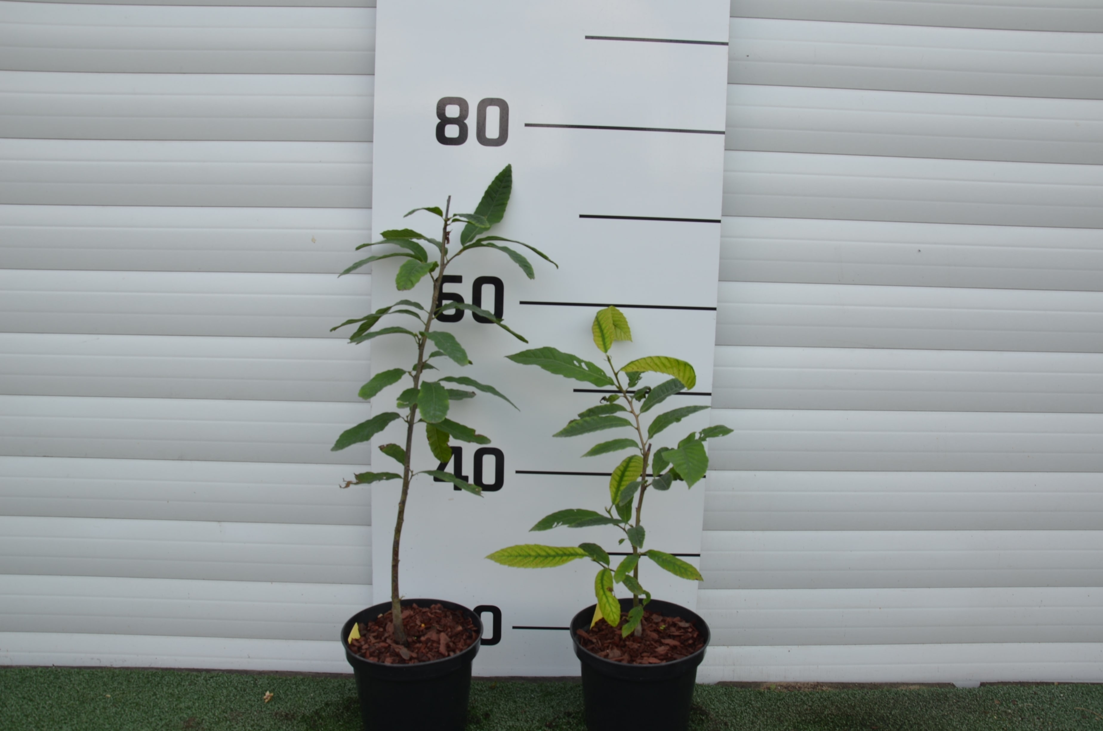 Pitomi kesten - Castanea sativa 100-150 cm (primamo narudžbe za nadolazeću sezonu)