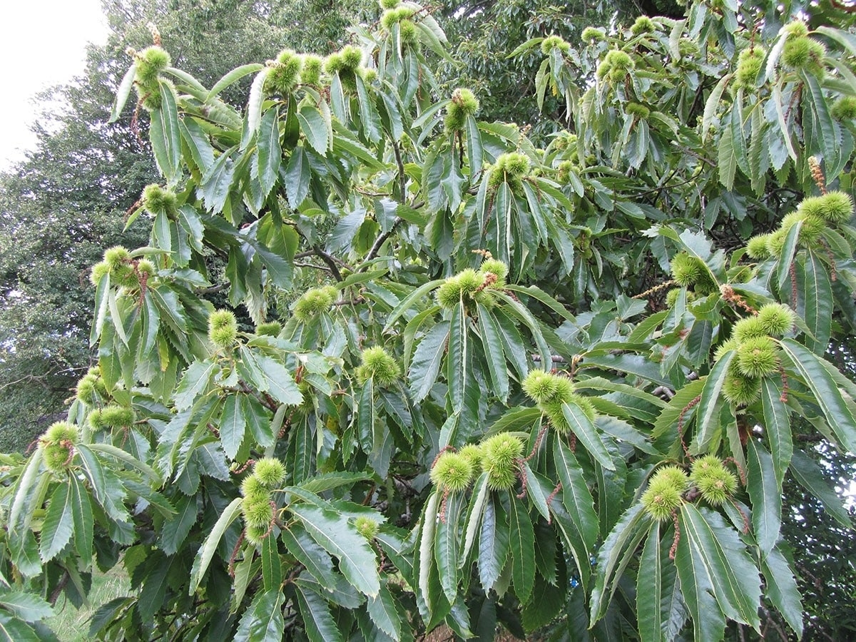 Pitomi kesten - Castanea sativa 100-150 cm (primamo narudžbe za nadolazeću sezonu)