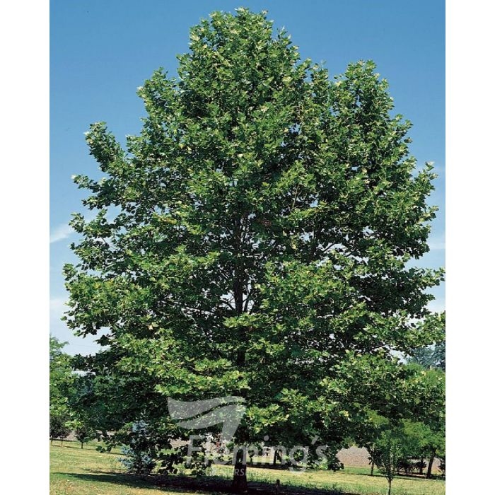 Platanus acerifolia 100+cm