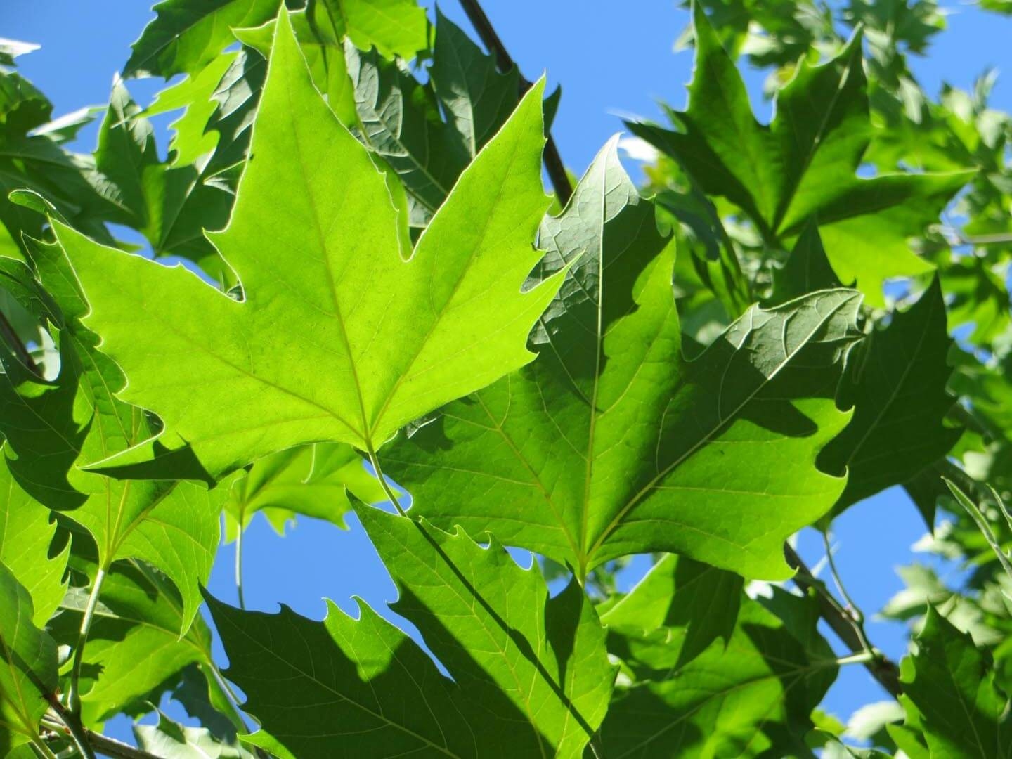 Platanus acerifolia 100+cm