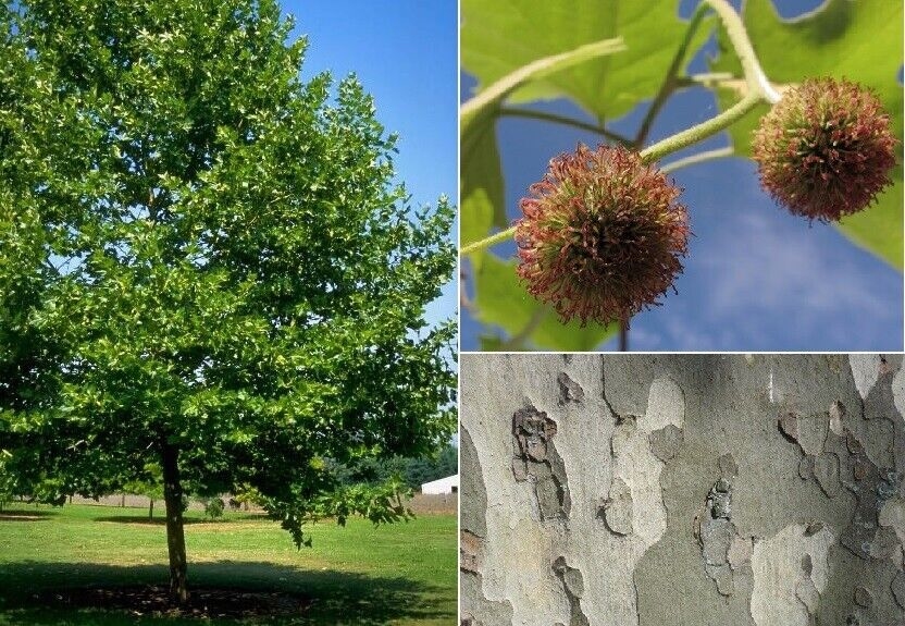 Platanus acerifolia 100+cm