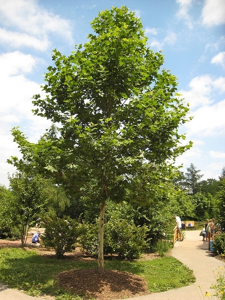 Platanus acerifolia 100+cm