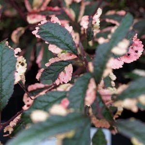 Prunus cerasifera 'Hessei' 10lit 160-180cm