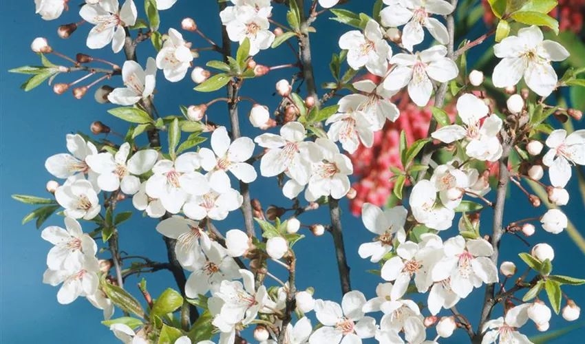 Prunus cerasifera 'Hessei' 10lit 160-180cm