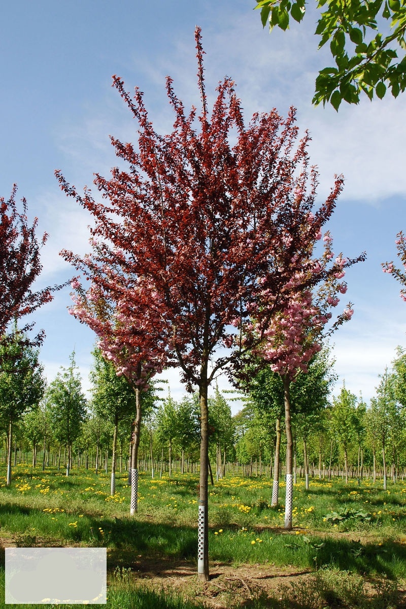 Prunus cerasifera 'Nigra' 15lit 200+cm