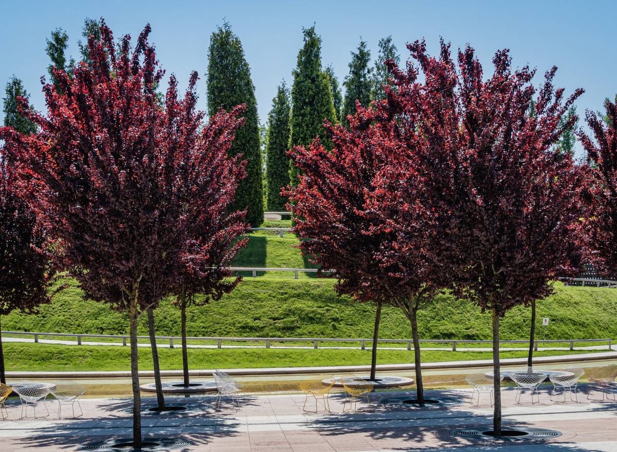 Prunus cerasifera 'Nigra' 15lit 200+cm