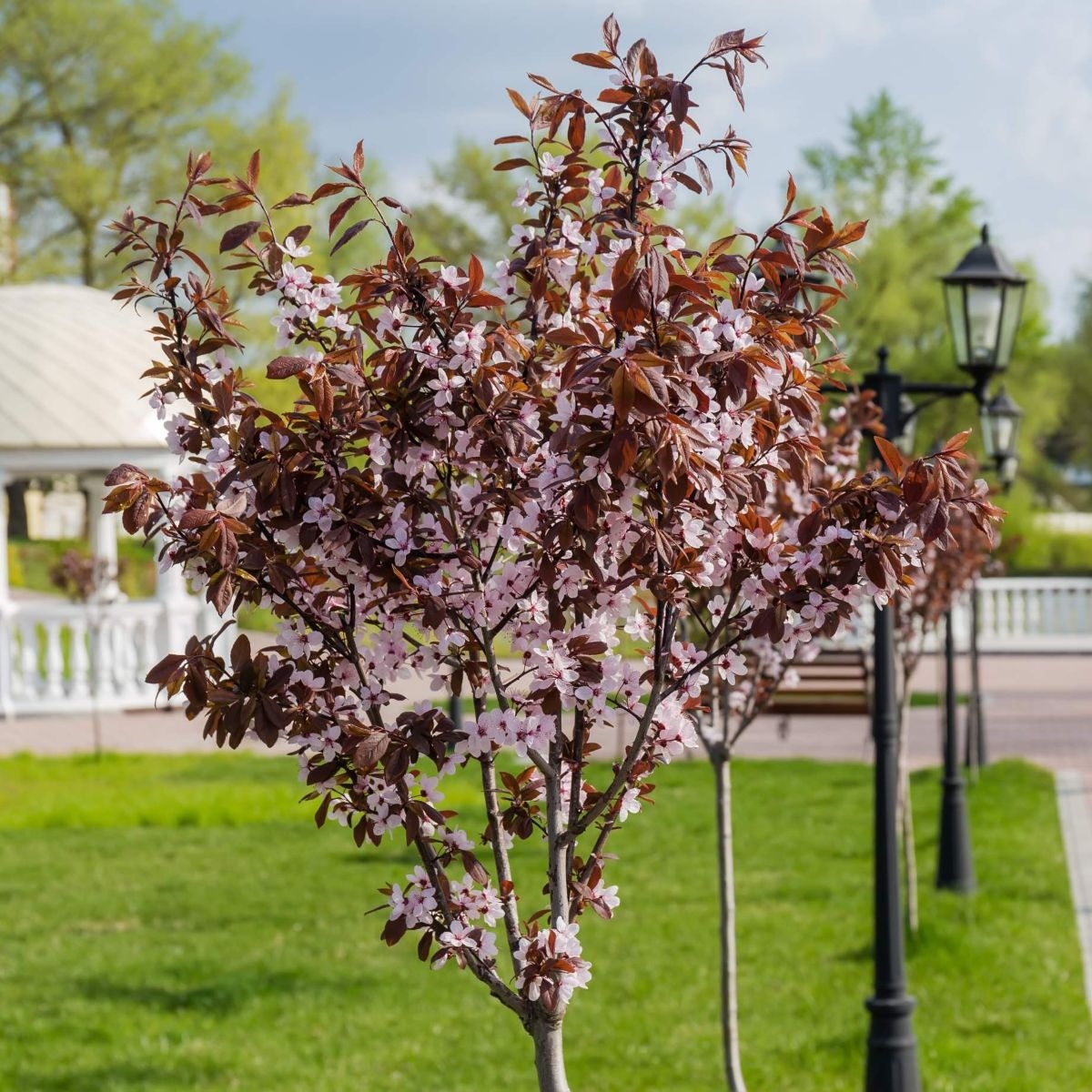 Prunus cerasifera 'Nigra' 15lit 200+cm
