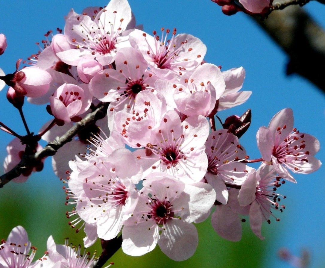 Prunus cerasifera 'Nigra' 15lit 200+cm