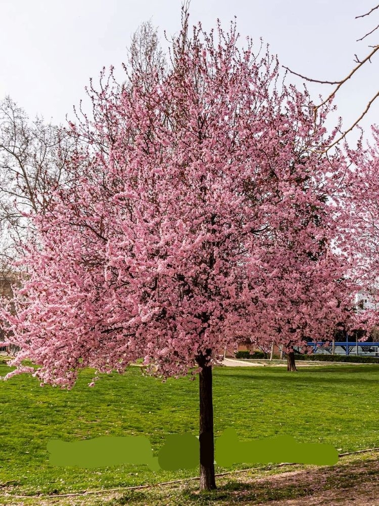 Prunus cerasifera 'Nigra' 15lit 200+cm