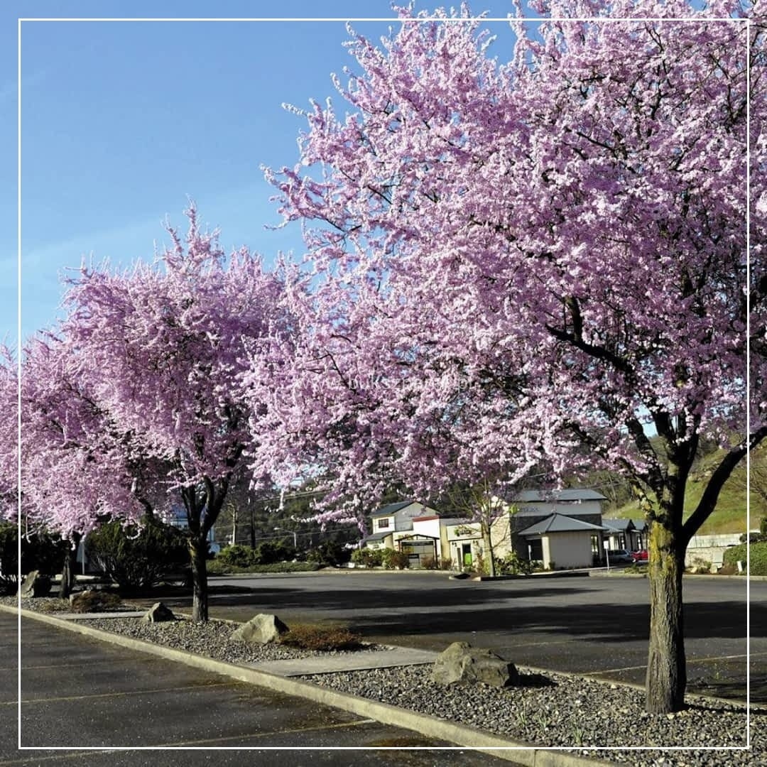 Prunus cerasifera 'Nigra' 15lit 200+cm