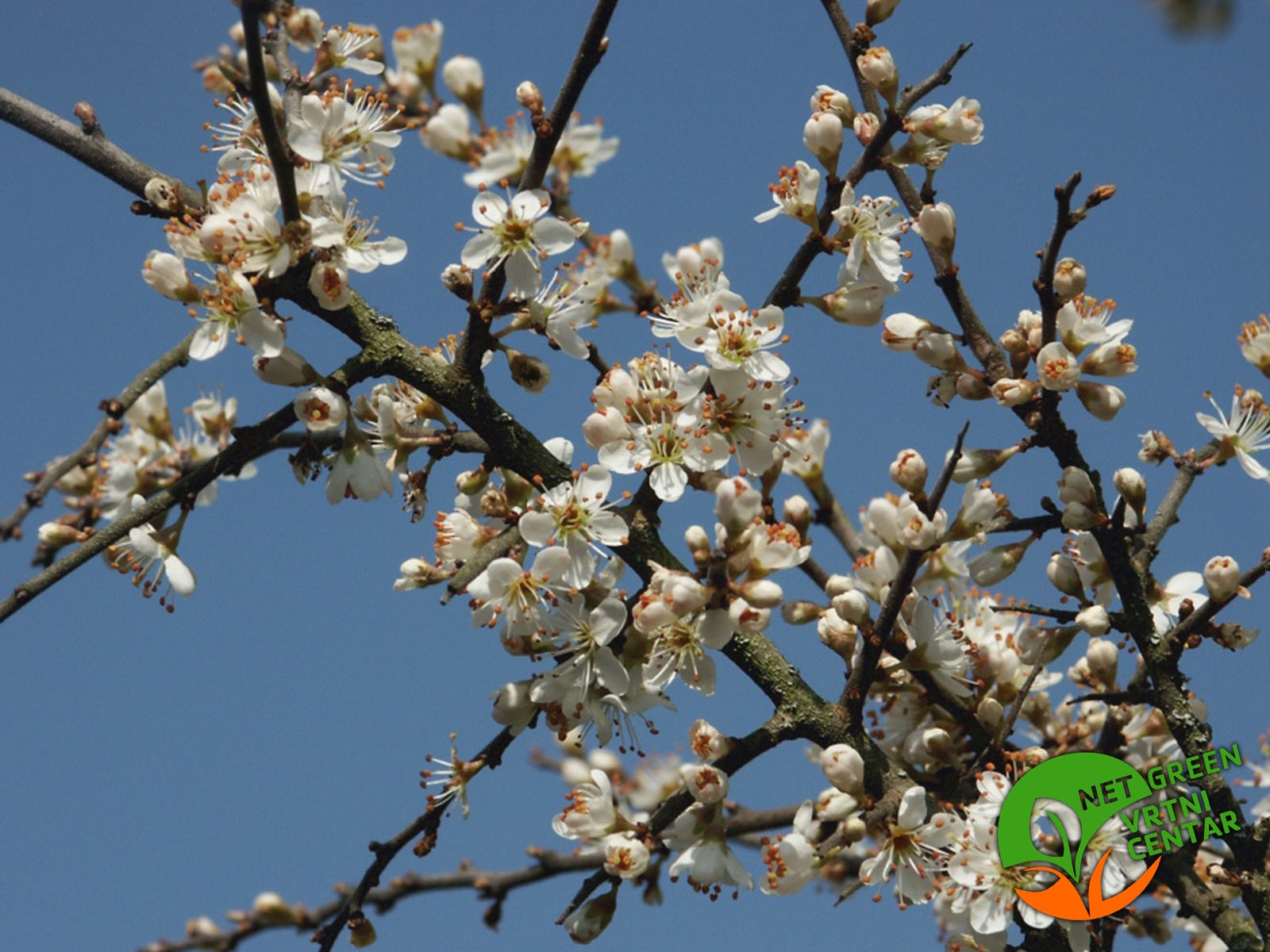 Prunus Spinosa - Trnina posuda 2 lit