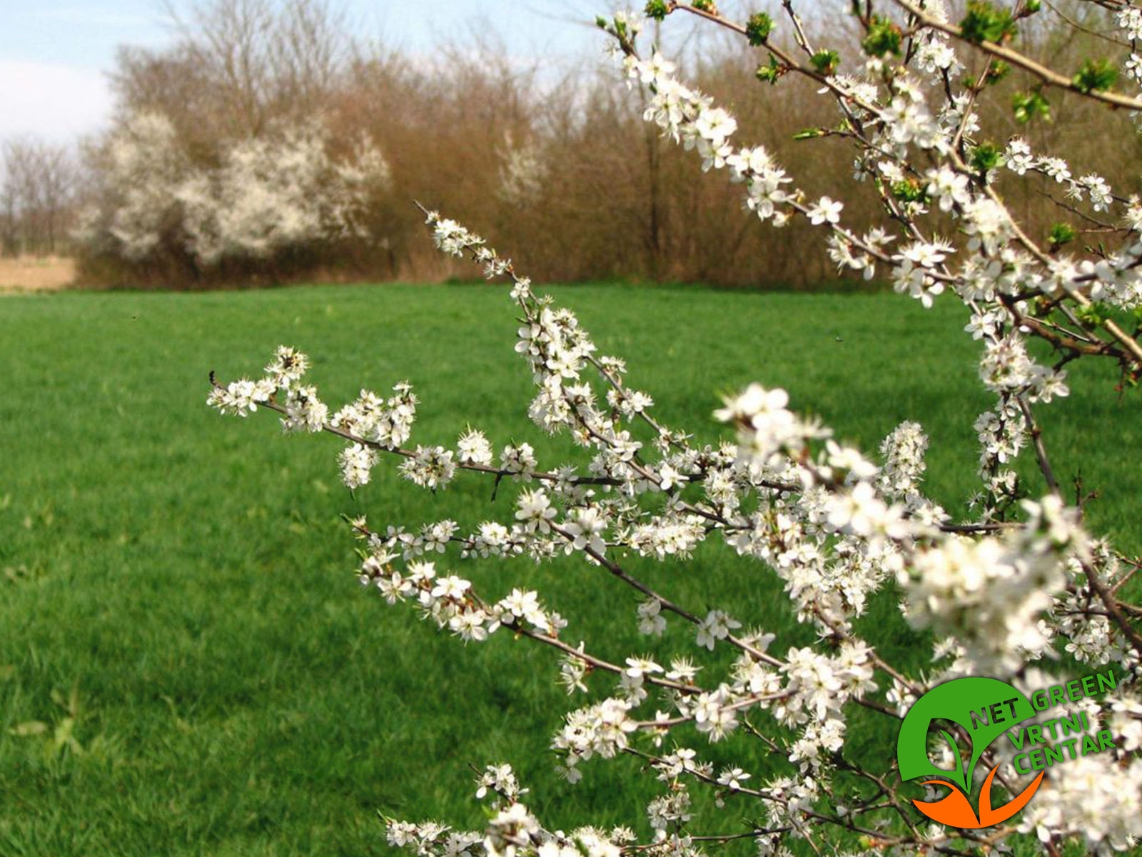 Prunus Spinosa - Trnina posuda 2 lit