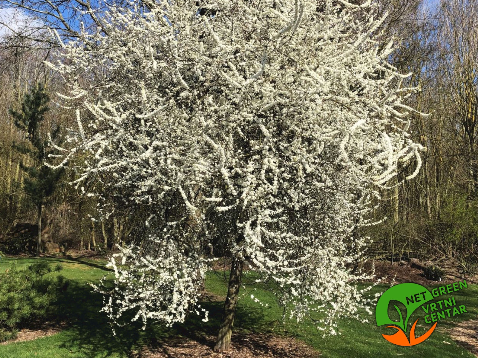 Prunus Spinosa - Trnina posuda 2 lit