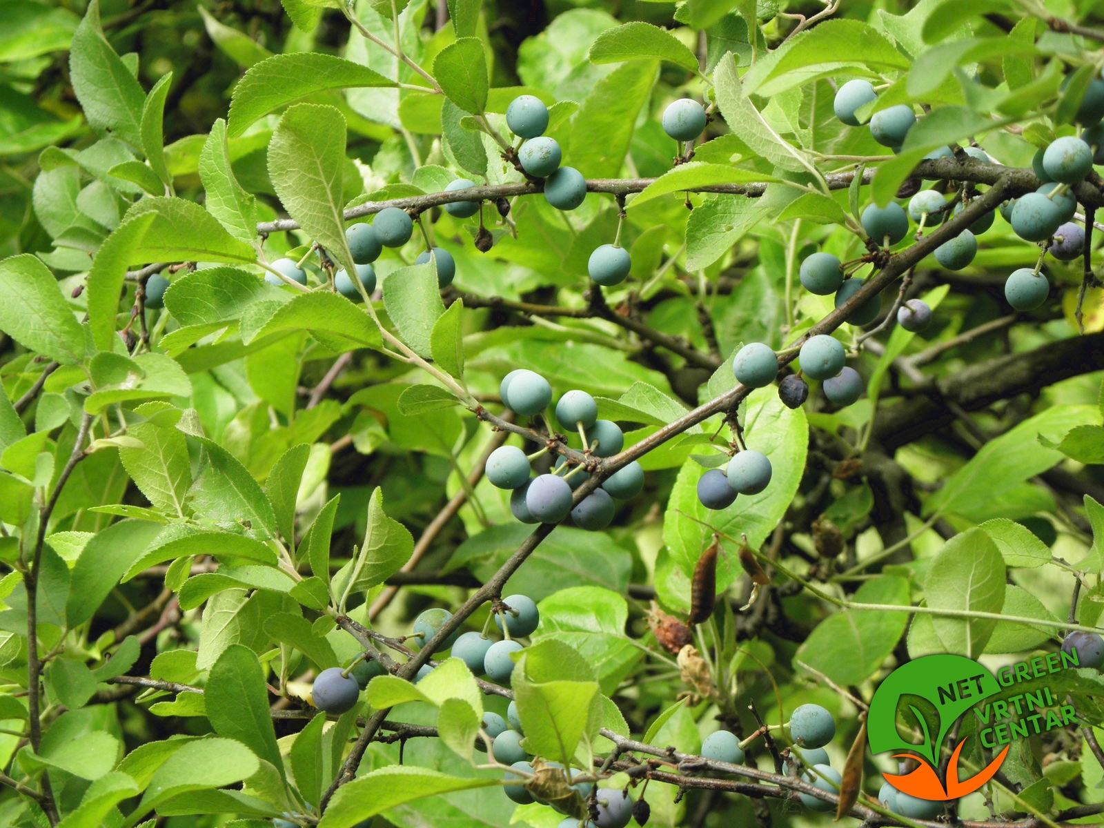Prunus Spinosa - Trnina posuda 2 lit